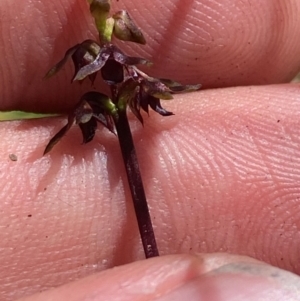 Corunastylis woollsii at Budderoo National Park - suppressed