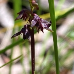 Corunastylis woollsii at Budderoo National Park - suppressed