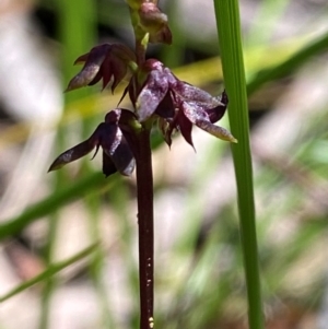 Corunastylis woollsii at Budderoo National Park - suppressed