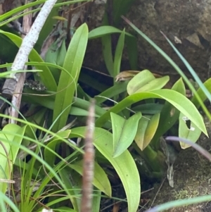 Cestichis reflexa at Budderoo National Park - suppressed