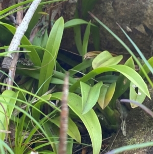 Cestichis reflexa at Budderoo National Park - 3 Mar 2024