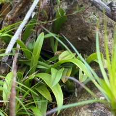 Cestichis reflexa at Budderoo National Park - suppressed