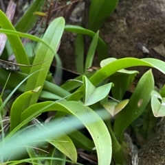 Cestichis reflexa at Budderoo National Park - suppressed