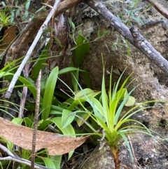 Cestichis reflexa at Budderoo National Park - 3 Mar 2024