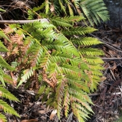 Todea barbara (King Fern) at Budderoo, NSW - 3 Mar 2024 by Tapirlord