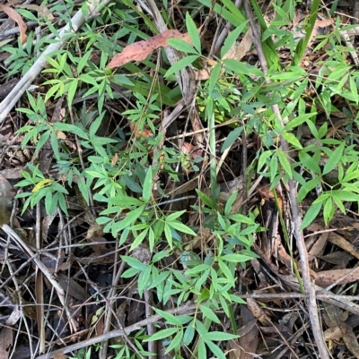 Ceratopetalum gummiferum (New South Wales Christmas-bush, Christmas Bush) at Wingecarribee Local Government Area - 3 Mar 2024 by Tapirlord