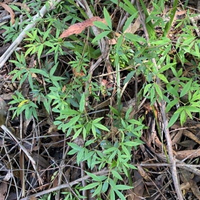 Ceratopetalum gummiferum (New South Wales Christmas-bush, Christmas Bush) at Robertson, NSW - 3 Mar 2024 by Tapirlord