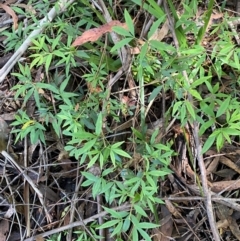 Ceratopetalum gummiferum (New South Wales Christmas-bush, Christmas Bush) at Robertson - 3 Mar 2024 by Tapirlord