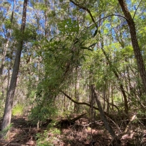 Ceratopetalum gummiferum at Budderoo National Park - 3 Mar 2024