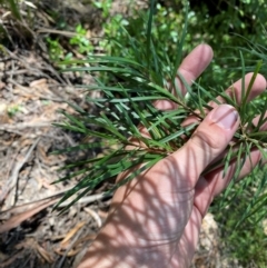 Persoonia linearis (Narrow-leaved Geebung) at Robertson, NSW - 3 Mar 2024 by Tapirlord
