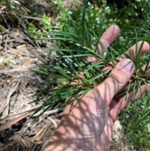 Persoonia linearis at Budderoo National Park - 3 Mar 2024