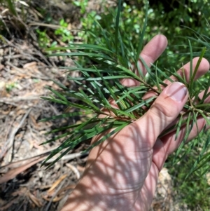Persoonia linearis at Budderoo National Park - 3 Mar 2024 11:57 AM