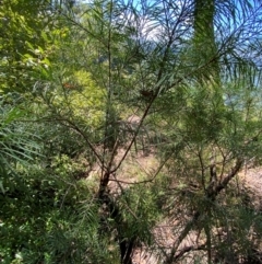 Persoonia linearis at Budderoo National Park - 3 Mar 2024