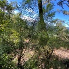 Persoonia linearis at Budderoo National Park - 3 Mar 2024