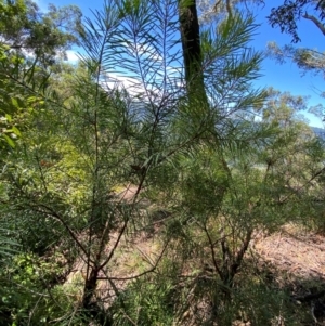 Persoonia linearis at Budderoo National Park - 3 Mar 2024 11:57 AM