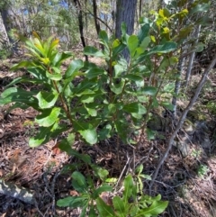 Telopea speciosissima (NSW Waratah) at Wingecarribee Local Government Area - 3 Mar 2024 by Tapirlord