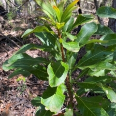 Telopea speciosissima at Budderoo National Park - 3 Mar 2024