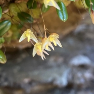 Bulbophyllum exiguum at Budderoo National Park - suppressed