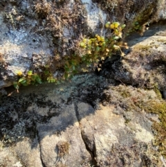 Bulbophyllum exiguum at Budderoo National Park - suppressed