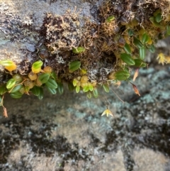 Bulbophyllum exiguum at Budderoo National Park - 3 Mar 2024