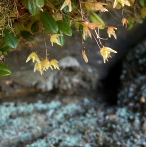 Bulbophyllum exiguum at Budderoo National Park - suppressed