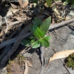 Olearia elliptica (Sticky Daisy Bush) at Upper Kangaroo River, NSW - 3 Mar 2024 by Tapirlord