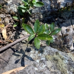 Olearia elliptica at Budderoo National Park - 3 Mar 2024 11:52 AM
