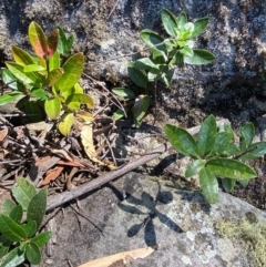 Olearia elliptica at Budderoo National Park - 3 Mar 2024 11:52 AM