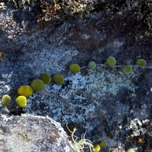 Pyrrosia rupestris at Budderoo National Park - 3 Mar 2024