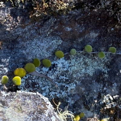 Pyrrosia rupestris (Rock Felt Fern) at Upper Kangaroo River, NSW - 3 Mar 2024 by Tapirlord