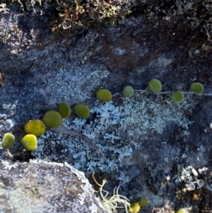 Pyrrosia rupestris (Rock Felt Fern) at Budderoo National Park by Tapirlord