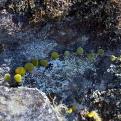 Pyrrosia rupestris at Budderoo National Park - 3 Mar 2024