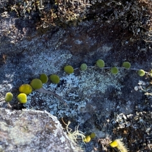 Pyrrosia rupestris at Budderoo National Park - 3 Mar 2024