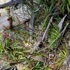 Dracophyllum secundum at Wingecarribee Local Government Area - 3 Mar 2024 by Tapirlord