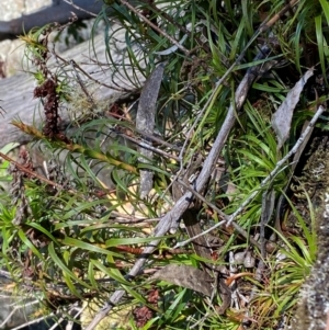 Dracophyllum secundum at Budderoo National Park - 3 Mar 2024