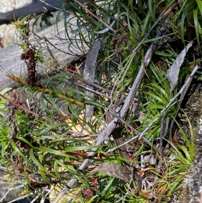 Dracophyllum secundum at Wingecarribee Local Government Area - 3 Mar 2024 by Tapirlord