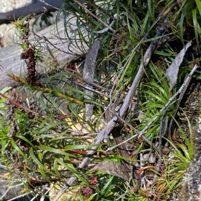 Dracophyllum secundum at Robertson, NSW - 3 Mar 2024 by Tapirlord