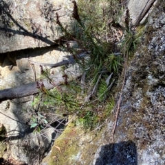 Dracophyllum secundum at Budderoo National Park - 3 Mar 2024 11:51 AM