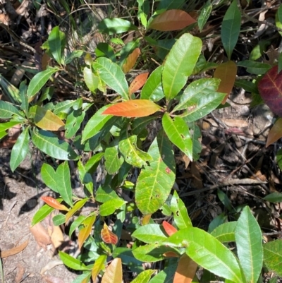 Elaeocarpus reticulatus (Blueberry Ash, Fairy Petticoats) at Robertson - 3 Mar 2024 by Tapirlord