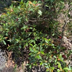 Elaeocarpus reticulatus at Budderoo National Park - 3 Mar 2024