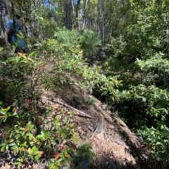 Elaeocarpus reticulatus at Budderoo National Park - 3 Mar 2024