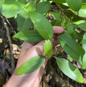 Notelaea venosa at Budderoo National Park - 3 Mar 2024 11:40 AM