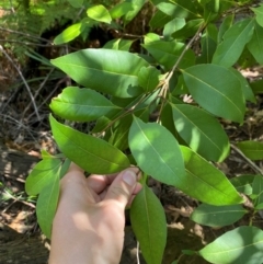 Notelaea venosa at Budderoo National Park - 3 Mar 2024 11:40 AM