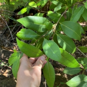 Notelaea venosa at Budderoo National Park - 3 Mar 2024 11:40 AM