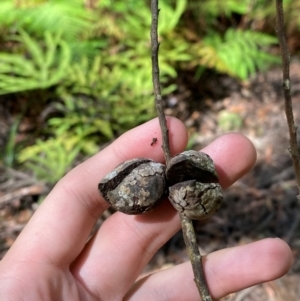 Notelaea venosa at Budderoo National Park - 3 Mar 2024