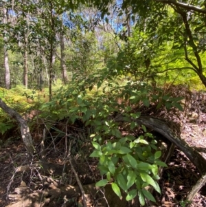 Notelaea venosa at Budderoo National Park - 3 Mar 2024