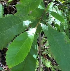 Callicoma serratifolia (Black Wattle, Butterwood, Tdgerruing) at Budderoo National Park - 3 Mar 2024 by Tapirlord