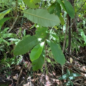Callicoma serratifolia at Budderoo National Park - 3 Mar 2024