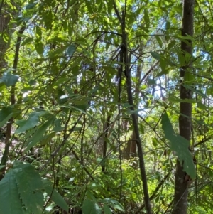 Callicoma serratifolia at Budderoo National Park - 3 Mar 2024