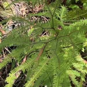 Sticherus lobatus at Budderoo National Park - suppressed